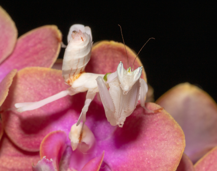  Orchid praying mantis with black background