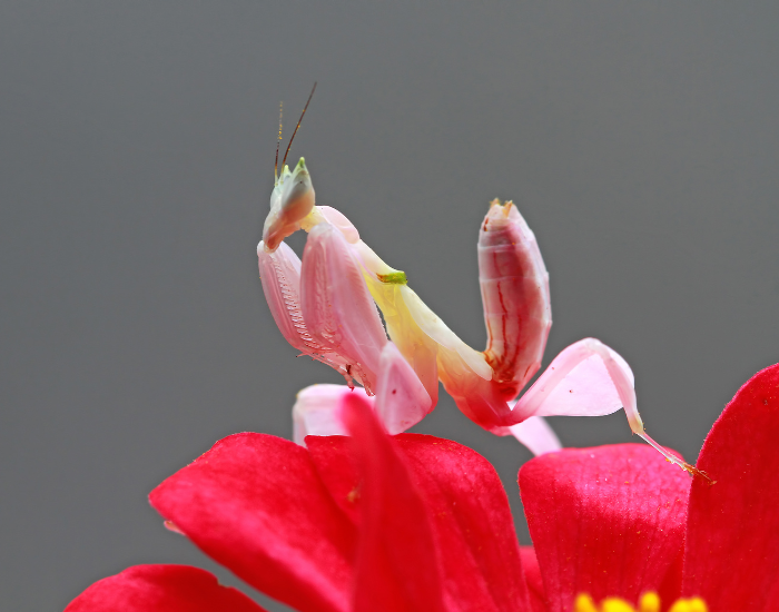  orchid praying mantis on top of a flower
