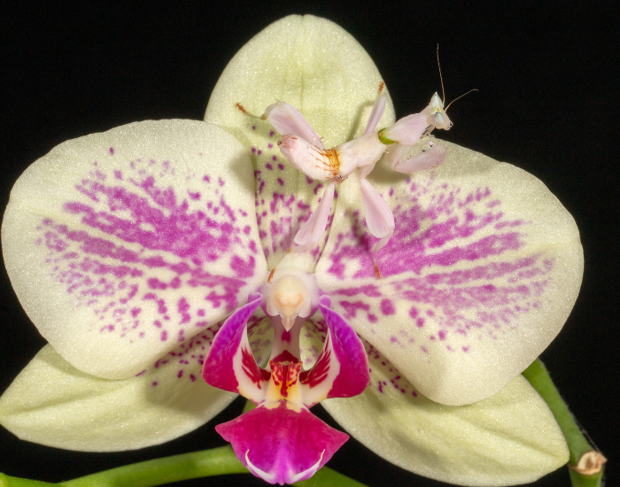 orchid mantis standing over an orchid, very well camouflaged