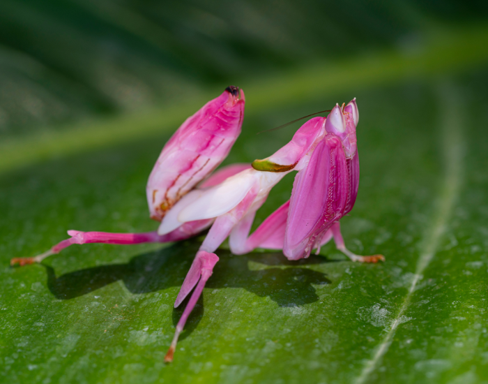 orchid mantis standong on a leaf