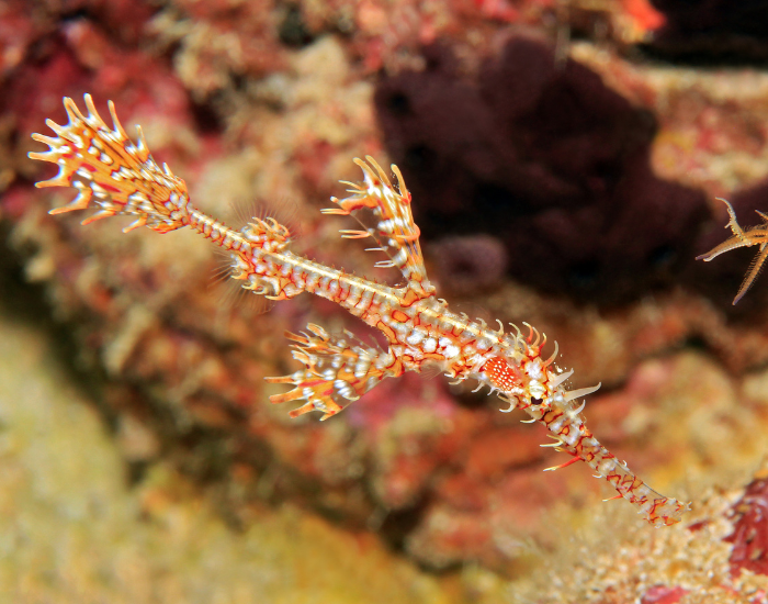 ornate-ghost-pipe-fish.webp Ornate ghost pipefish in the wild