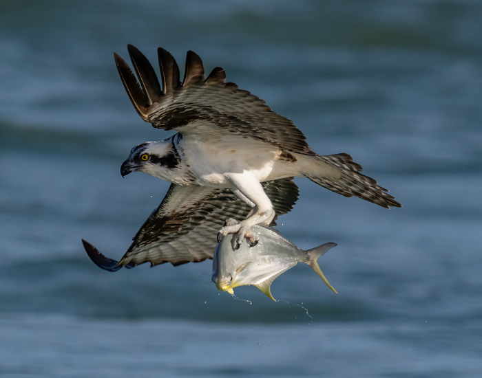 Osprey flying with a fish