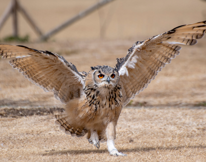 owl-strechting-wings.webp owl on the ground walking stretching its wings