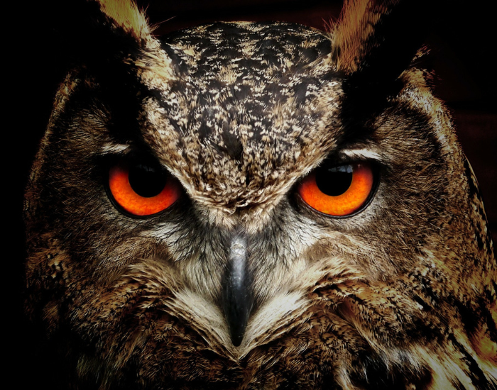 owl.webp close up of an owl