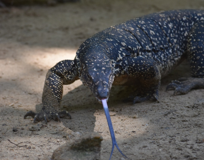 palawan-monitor-lizard.webp Monitor lizard in Palawan showing its tongue