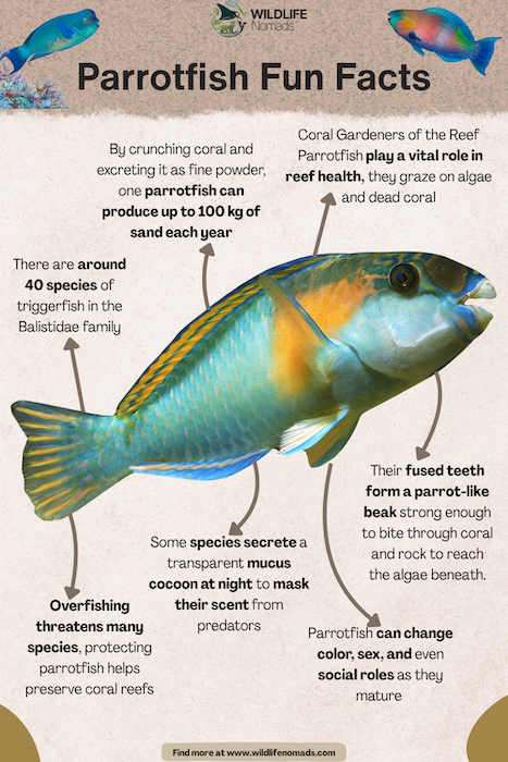 Fun facts about parrotfish