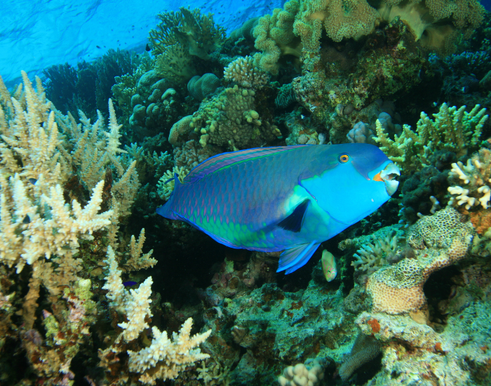 Parrotfish swimming among a coral reef