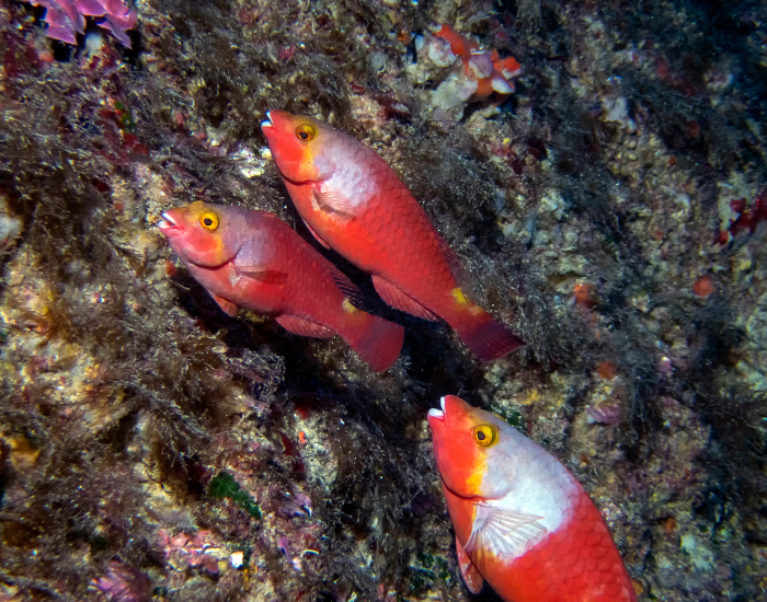 three parrot fish next to a coral