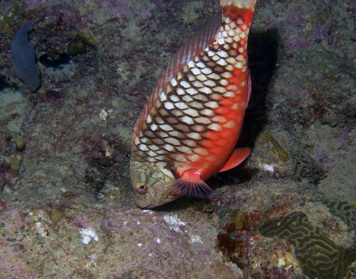 Parrot fish feeding at night