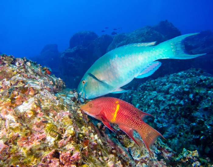 two parrotfish feeding from a coral
