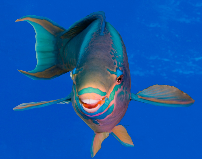 parrot fish head shot