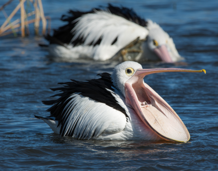 pelican-swimming-beak-open.webp yawning pelican swimming