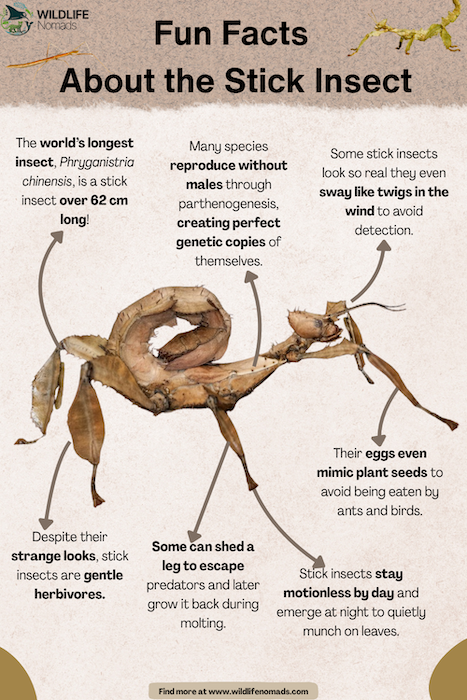 phasmatodea-stick-bug-insects-ffacts.webp phasmatodea-stick-bug-insects infographic