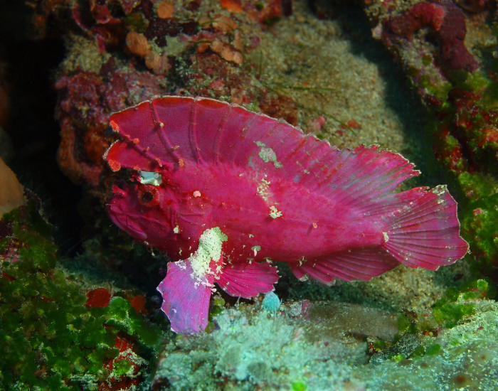pink angler fish in the ocean