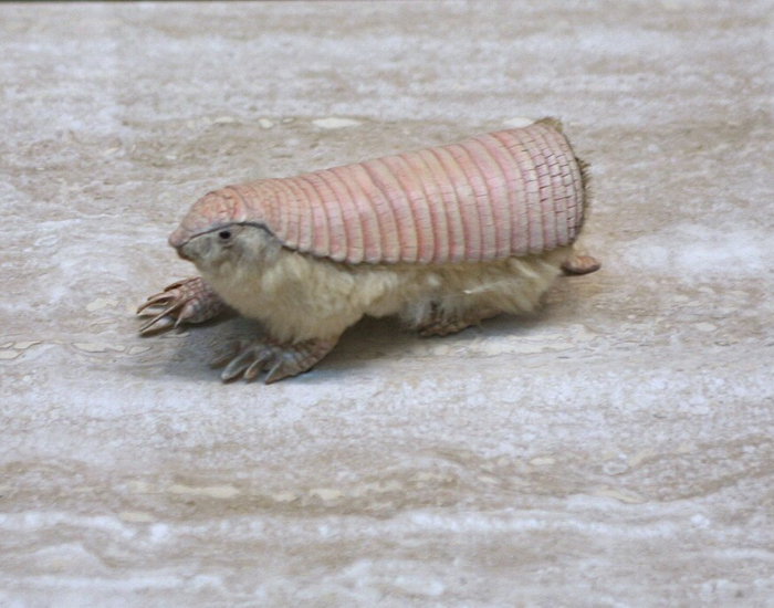 pink armadillo on the ground