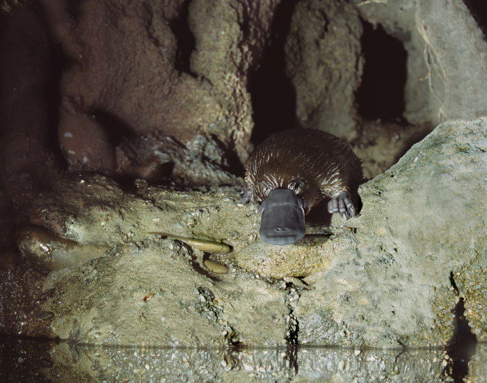 platypus-cave.webp platypus inside a burrow/cave laying