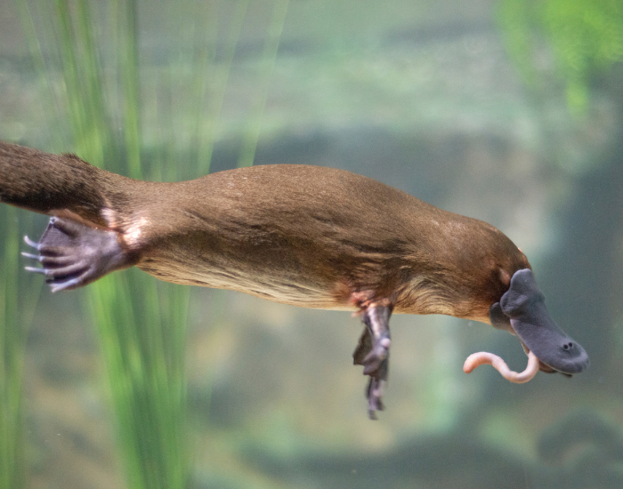 platypus-eating.webp platypus submerged eating a worm
