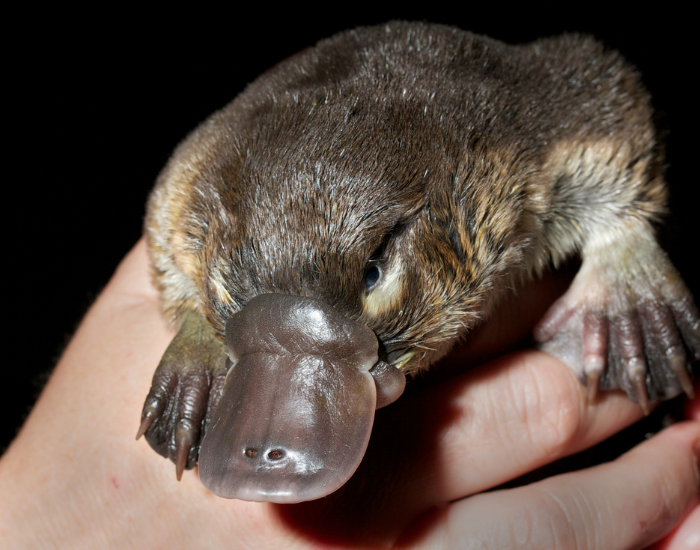 platypus-holded-by-hand.webp clos euo of a hand holding a platypus