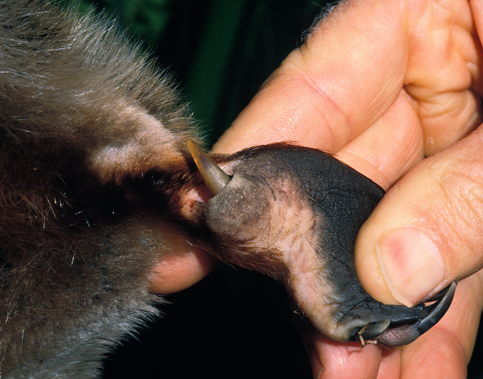 close up of a venomous spur from a platypus