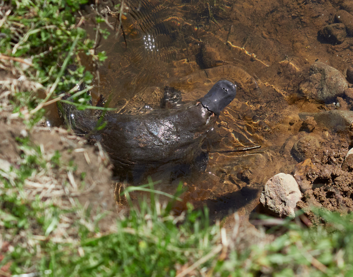 platypus-on-cave.webp shot from above of. a platypus coming out from a burrow swimming