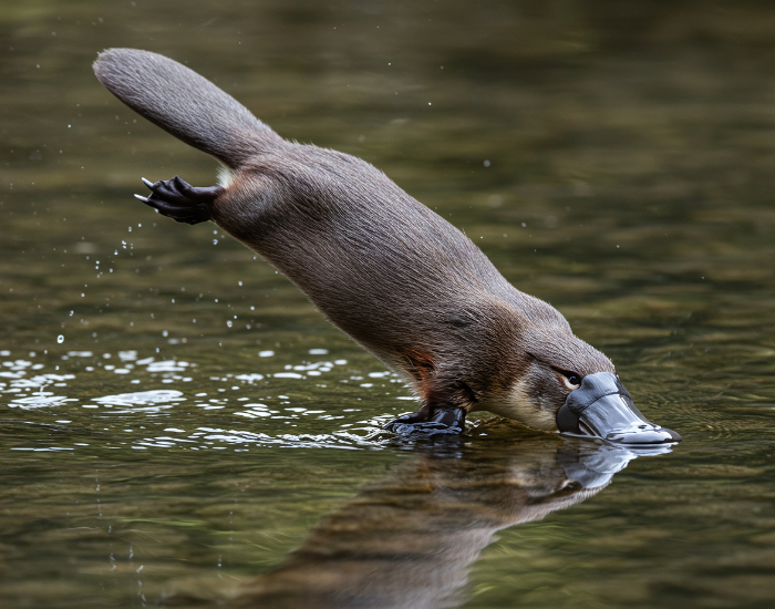 platypus.webp platypus jumpin diving into water