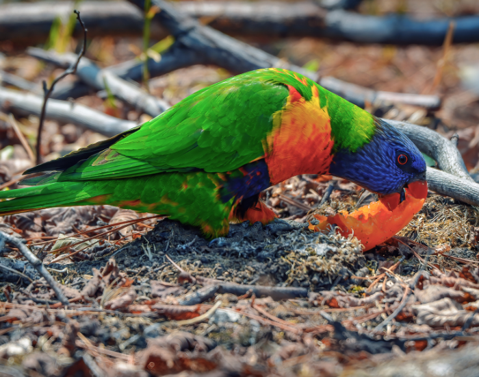 pollinatir-rainbow-lorikeets-2.webp rainbow lorikeet eating on the ground some fruit
