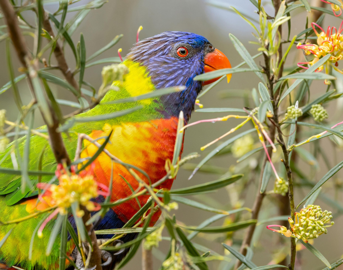 pollinatir-rainbow-lorikeets.webp rainbow lorikeet on a native australian tree