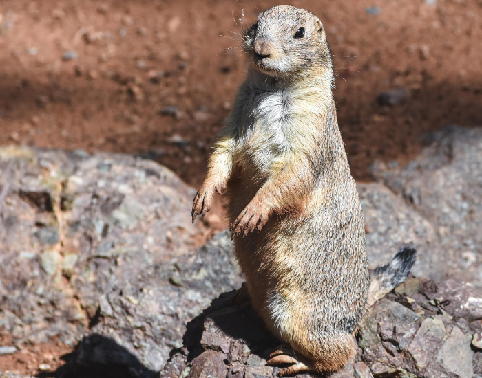 prairie-Dog-1.webp Mexican Prairie Dog standing on two legs in captivity