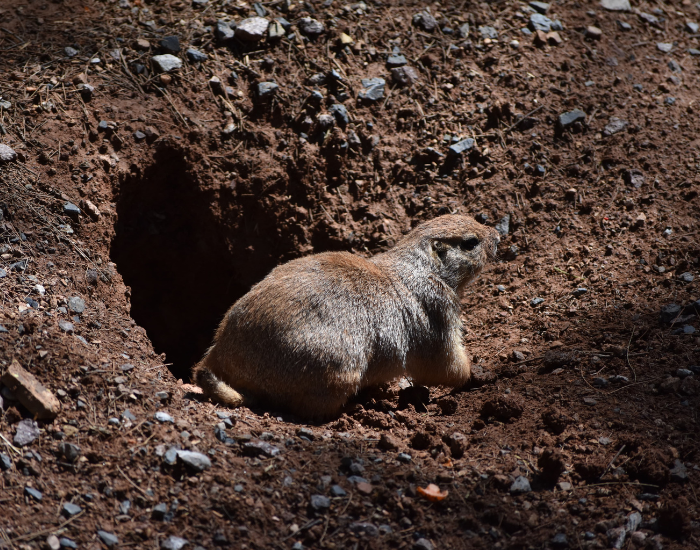 prairie-Dog-2.webp Mexican Prairie Dog on a burrow