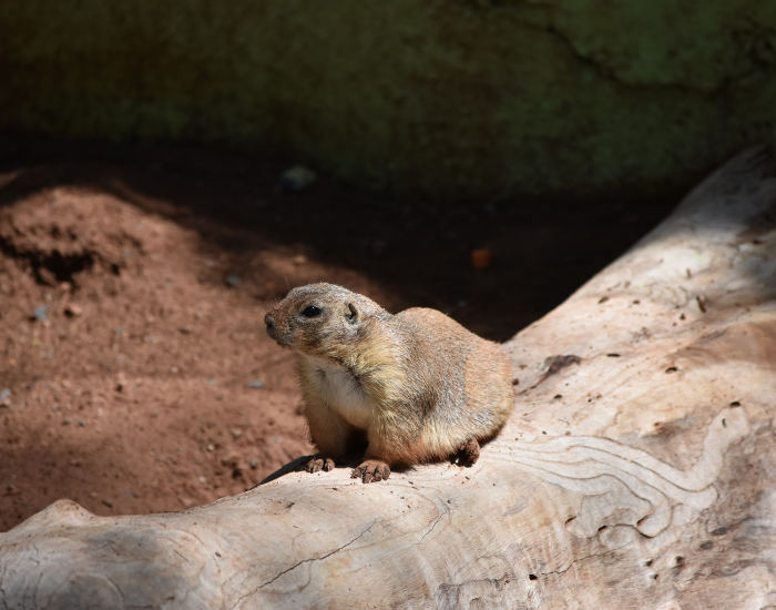 prairie-Dog-5.webp Prairie Dog in captivity