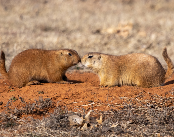 prairie-Dog-7.webp two prairie dogs on the ground