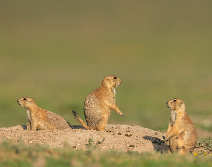 three Prairie dogs in the wild