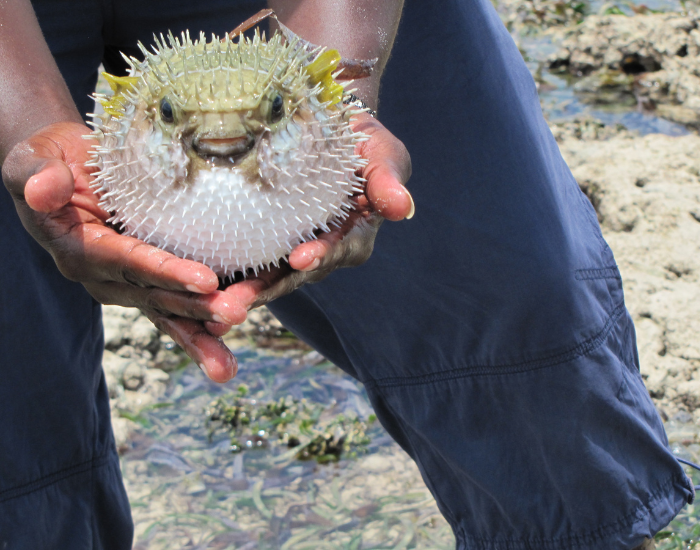 puffer-fish-kenya.webp puffer fish been hold on hand outside of the water