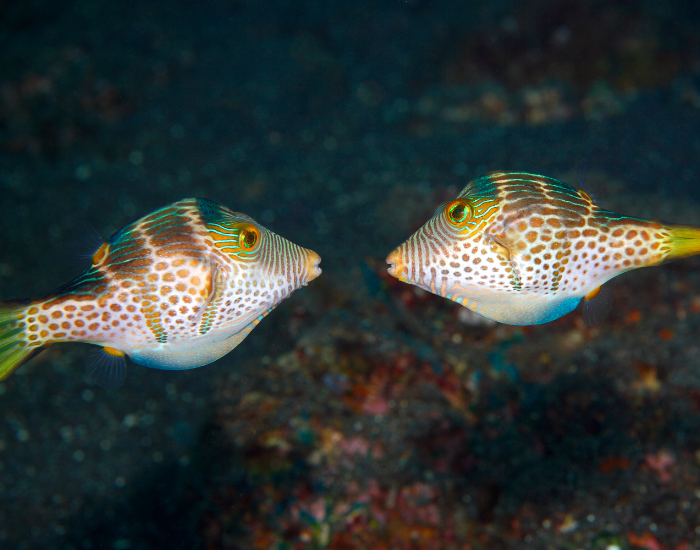 puffer-love-2.webp Two valmtines puffers in front of each other in the ocean