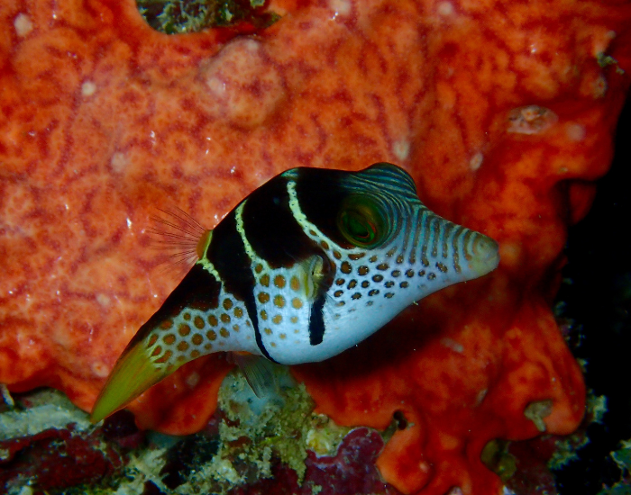puffer-siwmming.webp sharp nose puffer fish