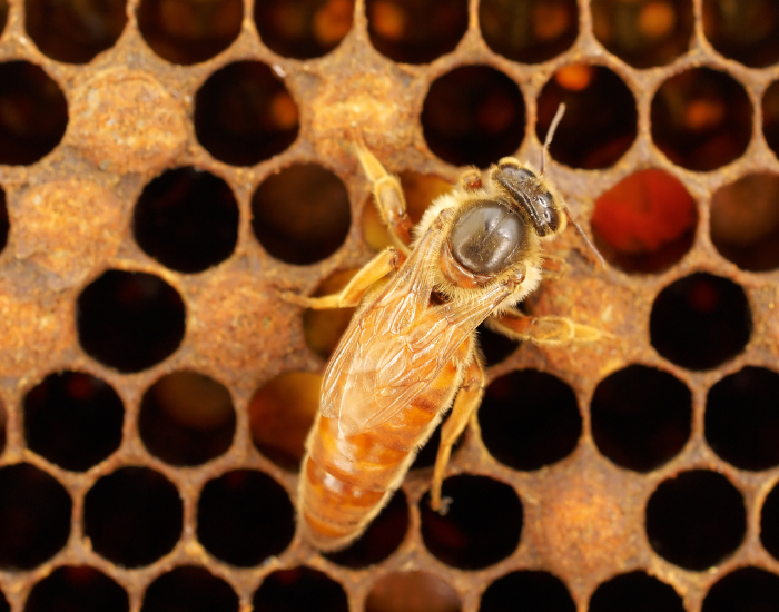 queen-bee.webp queen bee clos eup