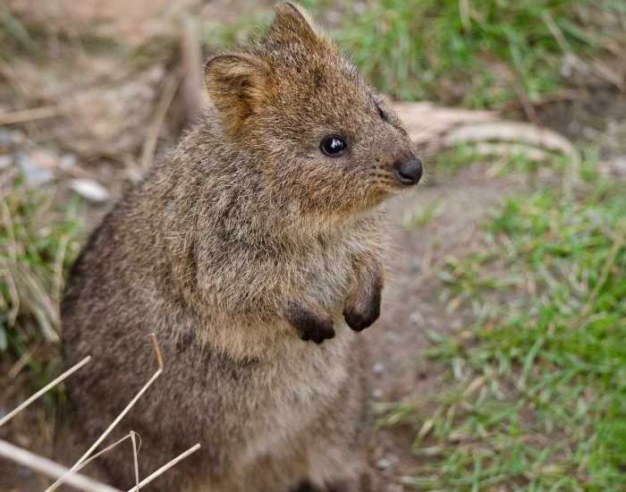 quokka-.webp Quokka in the wild