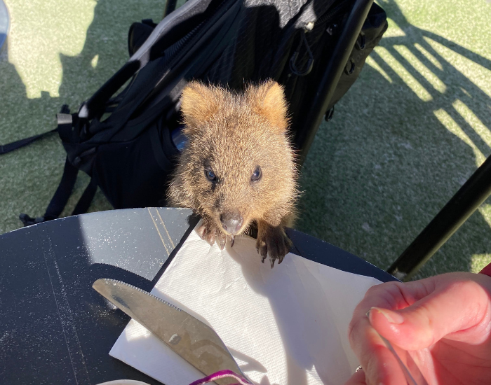 quokka-10.webp quokka trying to climb a human table to grab food