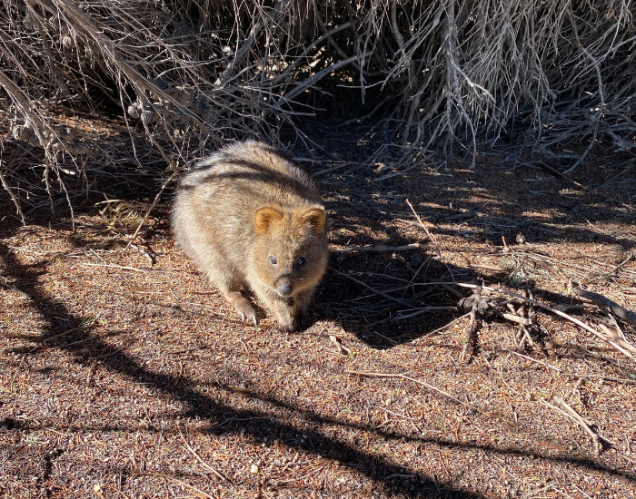 quokka-5.webp quokka in the wild next to the bush