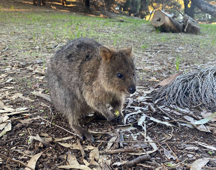 quokka-6.webp quokka in Rottnest island