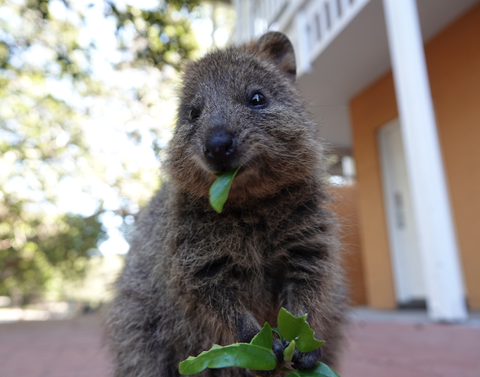 quokka-eating-leaf.webp quokka eating a leaf