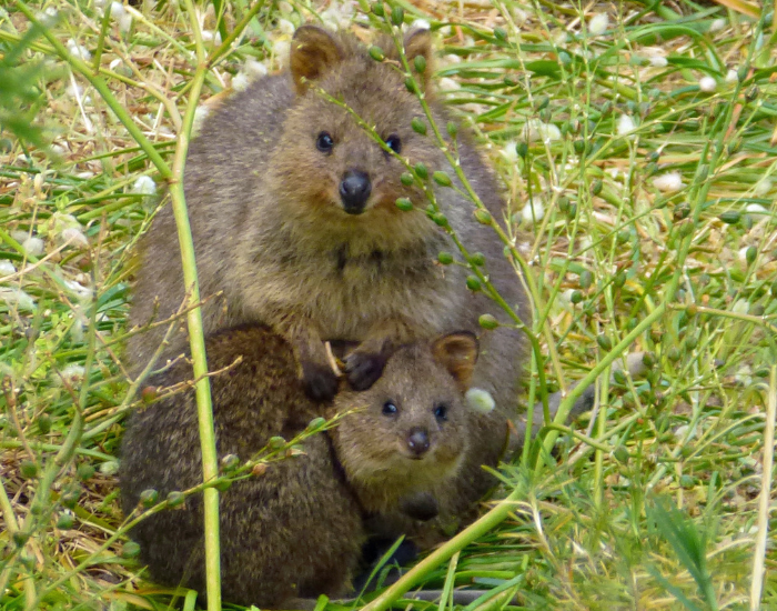 quokka-family-.webp Quokka family over grass