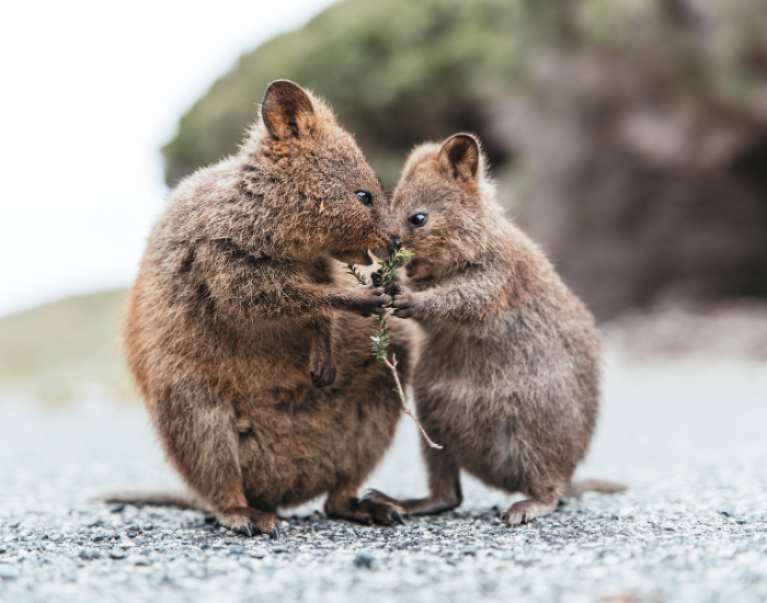 quokka-family.webp Two quokkas, a mom and baby in the wild