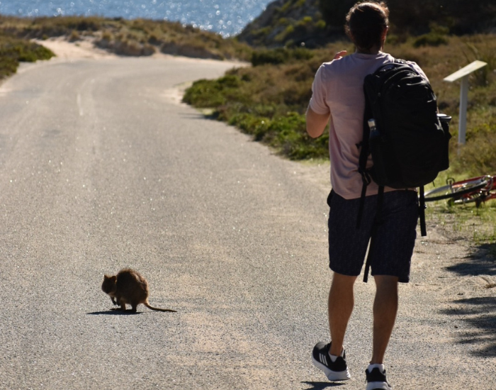 quokka-on-the-road-rottnest.webp person walking on a road and a quokka there with the ocean on the background