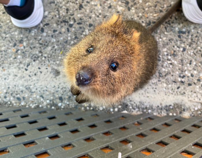 quokka-rottnest-island.webp Quokka in the island trying to get human food