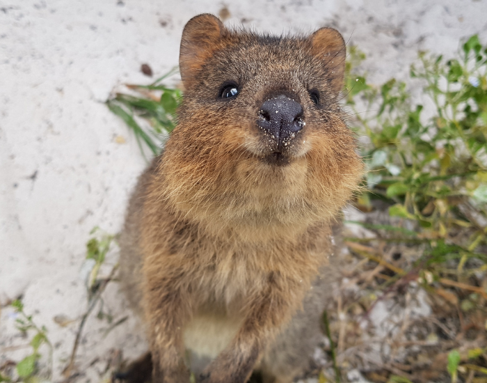 smiling quokka