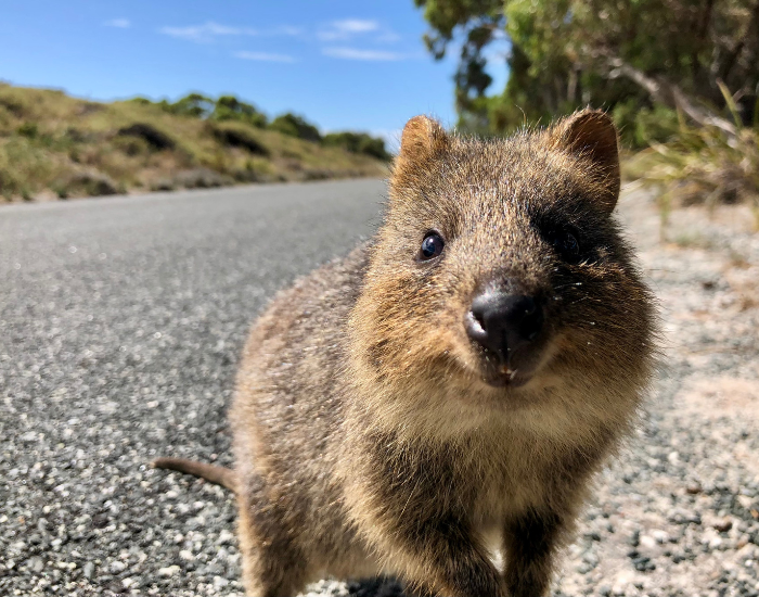 Happy smiling quokka in Rottnest island