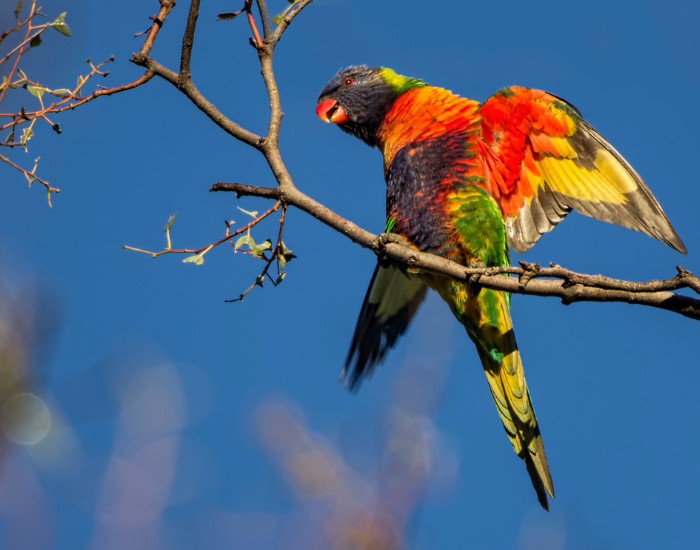 rainbow-lorikeet-3.webp Rainbow lorikeet on a tree branch extending its wings