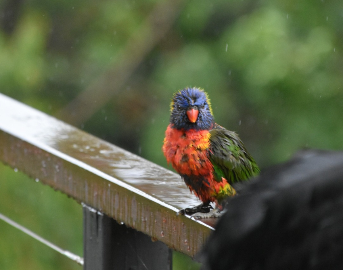 rainbow-lorikeet-4.webp rainbow lorikeet on a balcony