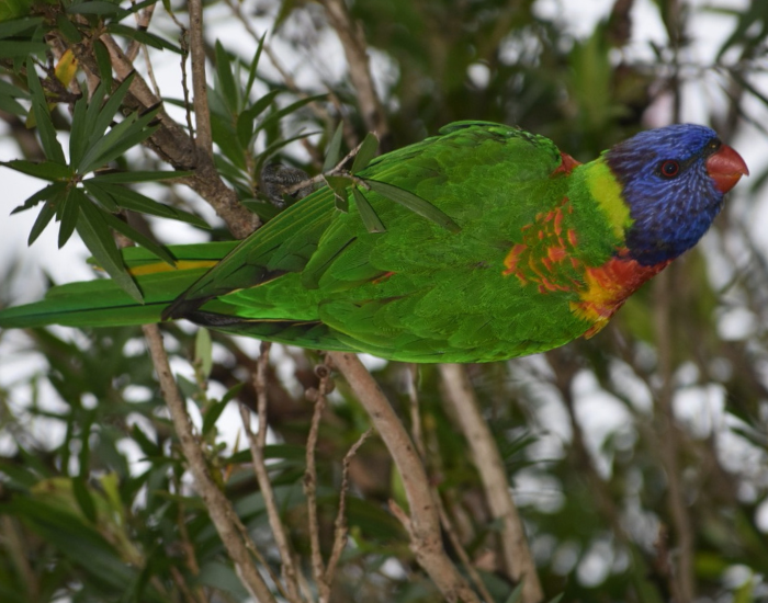 rainbow-lorikeet-5.webp rainbow lorikeet on a tree